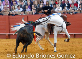 Resultado de imagen para TORO CABALLO BLANCO