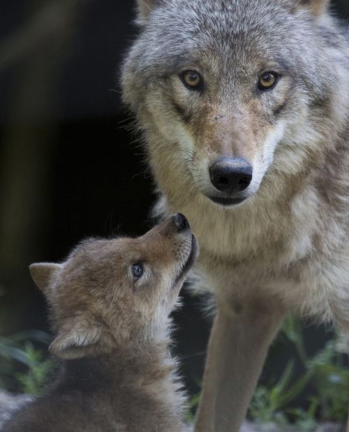 Resultado de imagen para loba